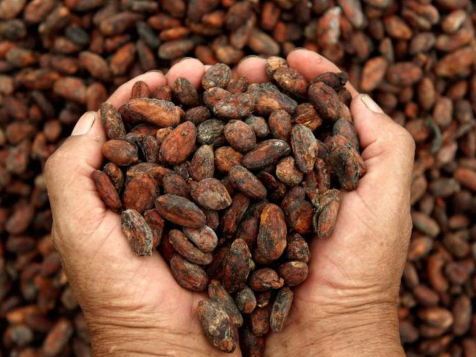 Cacao Venezolano 2